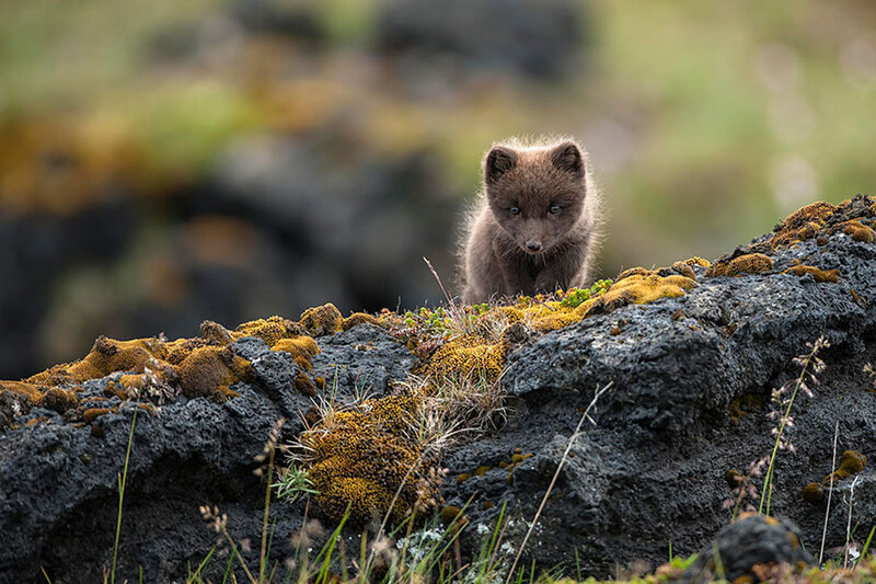 Arctic Fox Kit — Brown