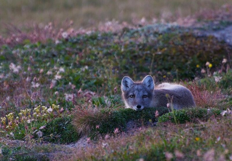 Arctic Fox Kit — Green