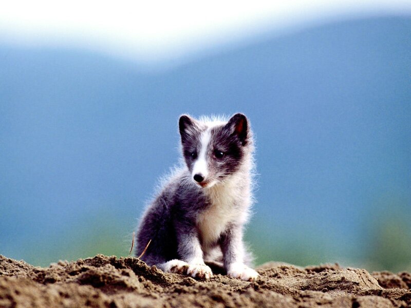 arctic fox kit on a mound