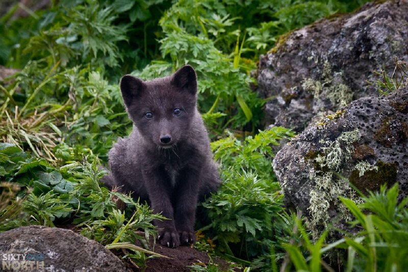Arctic Fox Kit