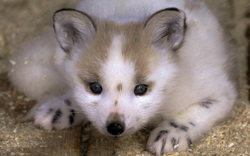 Arctic Fox Kit — White, Calm