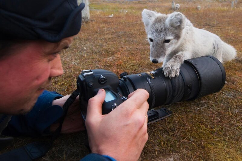 Arctic Fox Kit — White