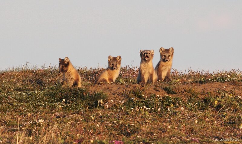 Arctic Fox Kits — Brown, Calm, Afternoon