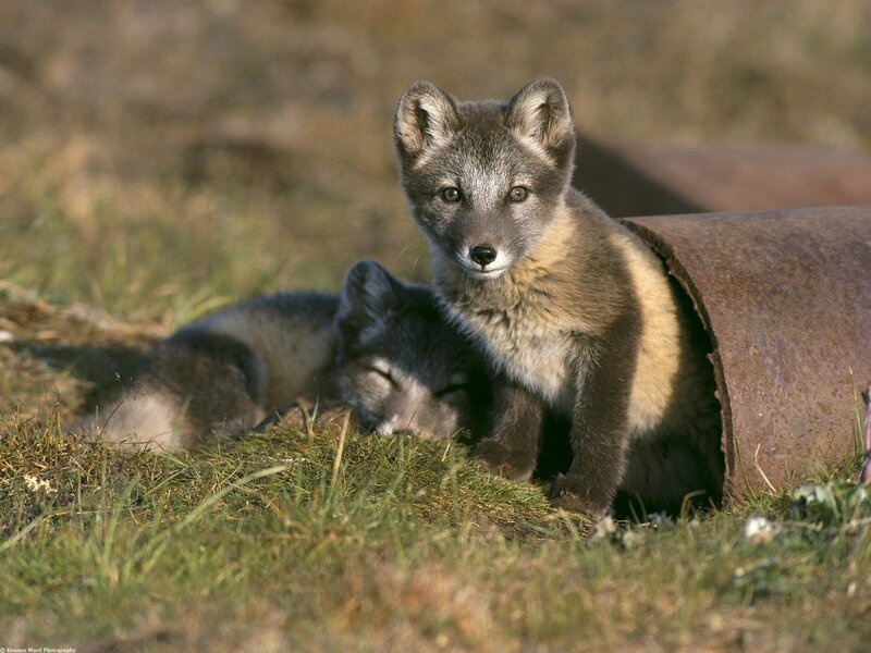Arctic Fox Kits — Brown