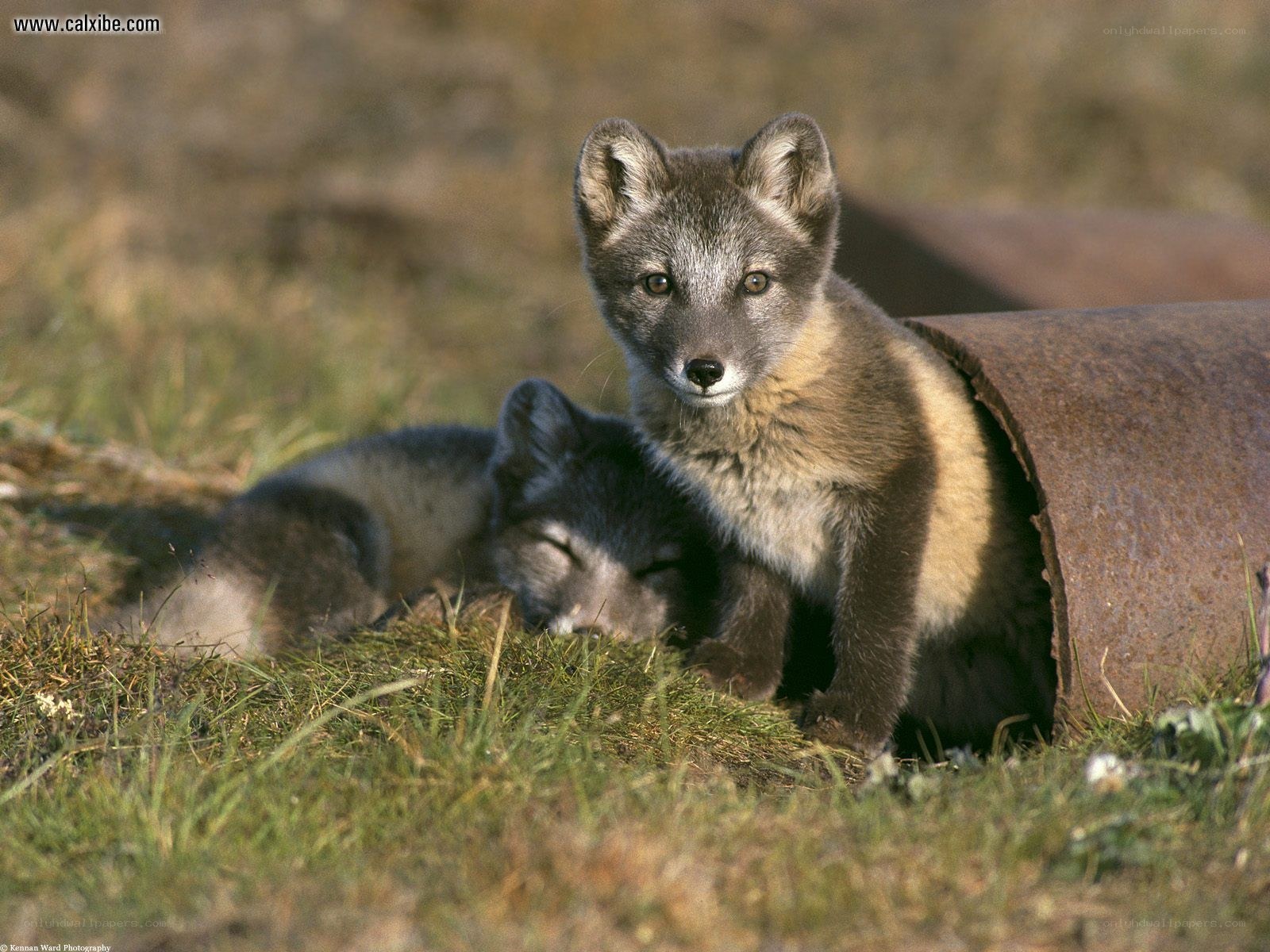 Arctic fox kits in a pipe