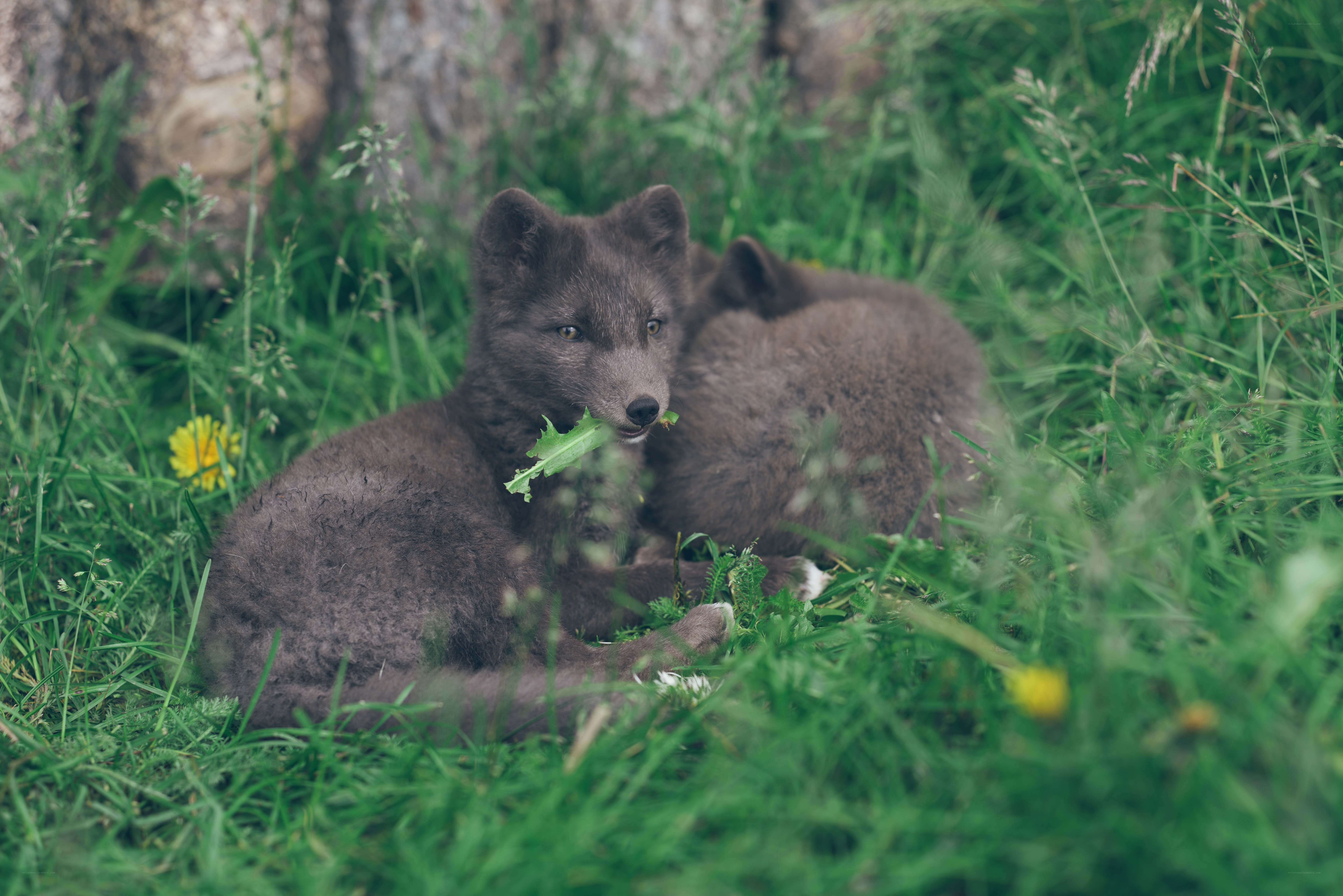 Arctic fox kits in grass