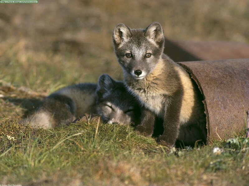 Arctic fox kits near a pipe