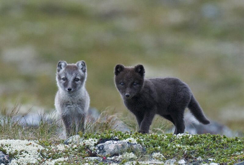 Arctic Fox Kits