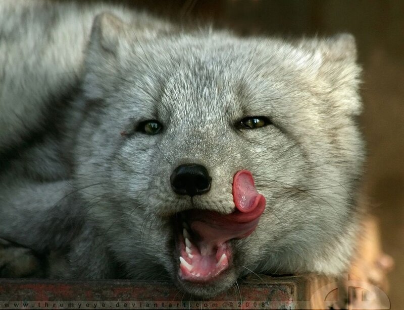 Arctic Fox Licking Nose