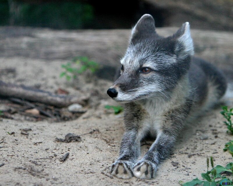 Arctic Fox Lying Down