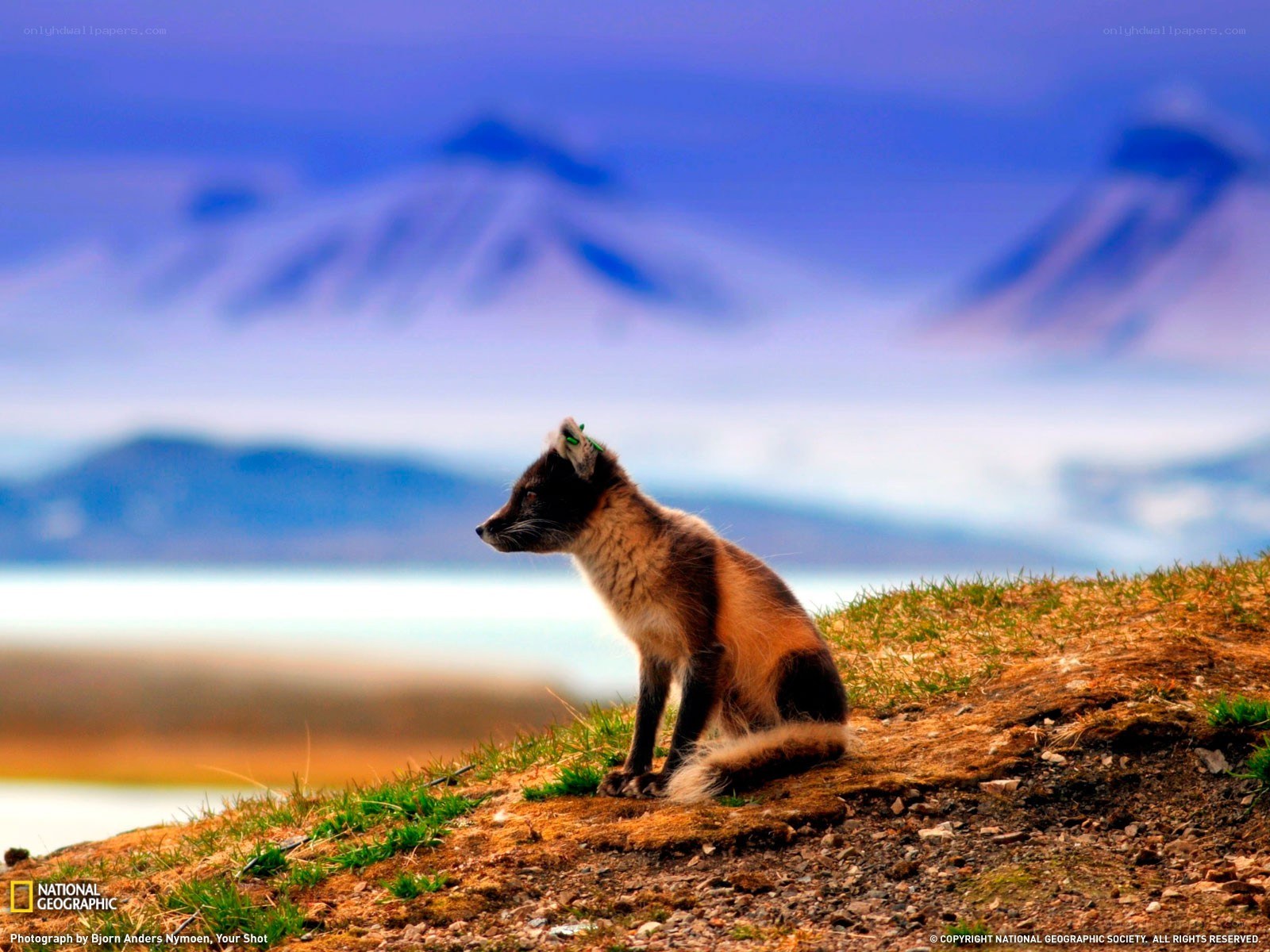 Arctic fox on a hill