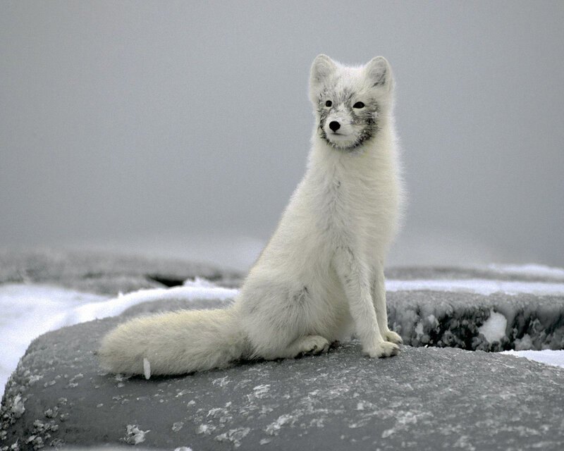 Arctic fox on a rock