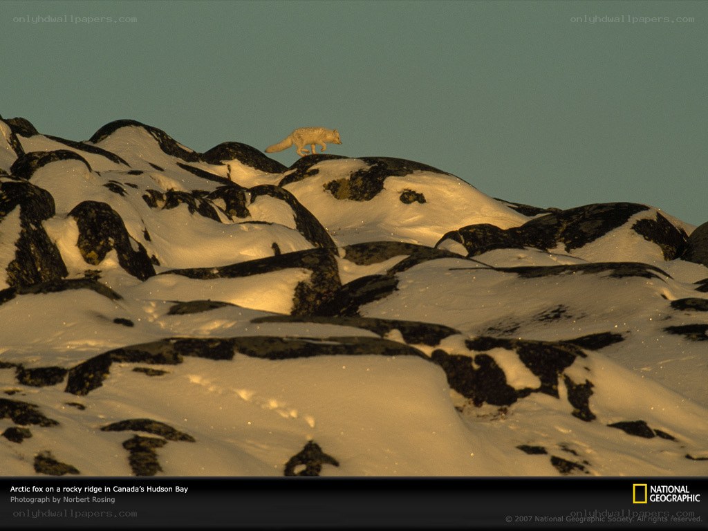 Arctic fox on a rocky ridge