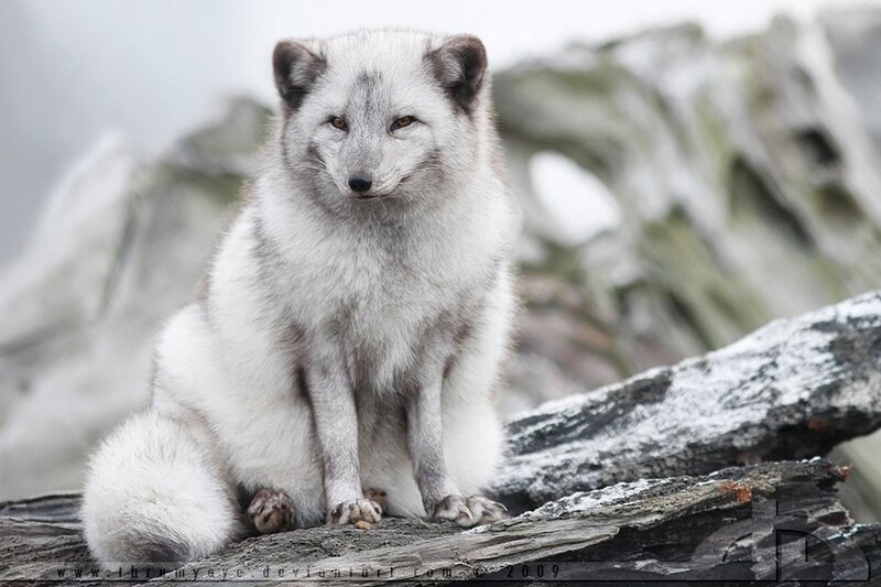 Arctic Fox on Driftwood