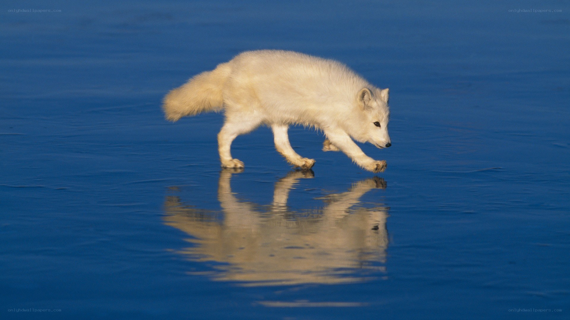 Arctic fox on ice