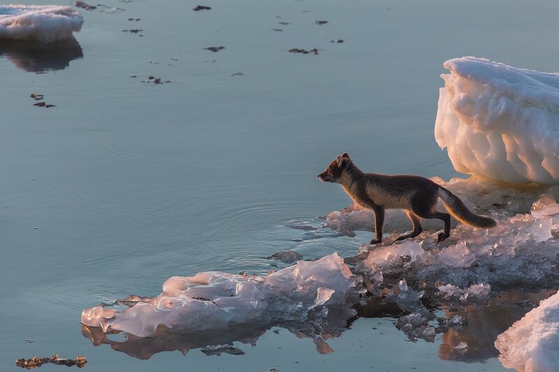 Arctic Fox on Ice — Blue