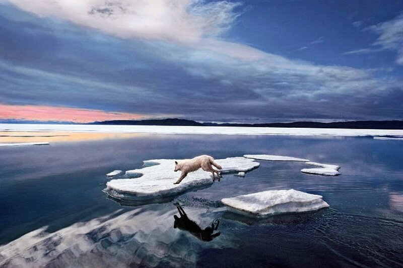 Arctic fox on ice floes