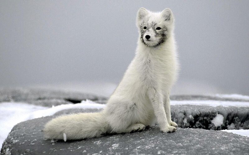 Arctic Fox on Ice — White, Cold, Winter, Photograph
