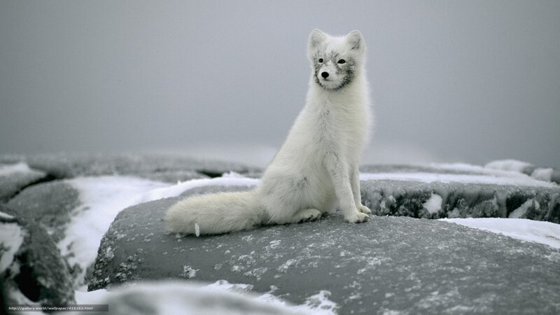 Arctic Fox on Ice — White
