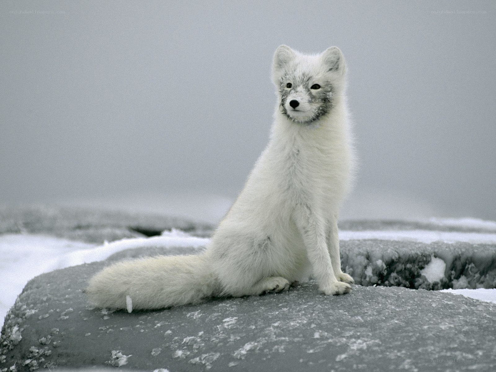 Arctic fox on ice