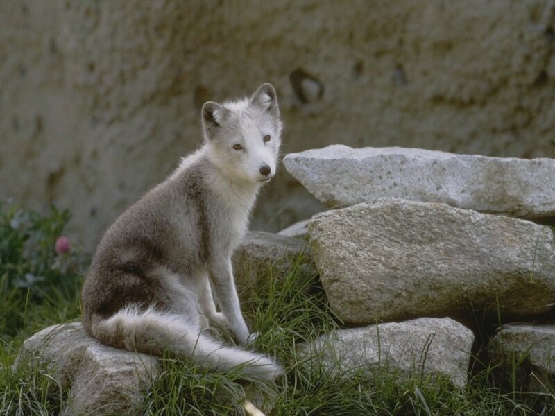 Arctic fox on rocks
