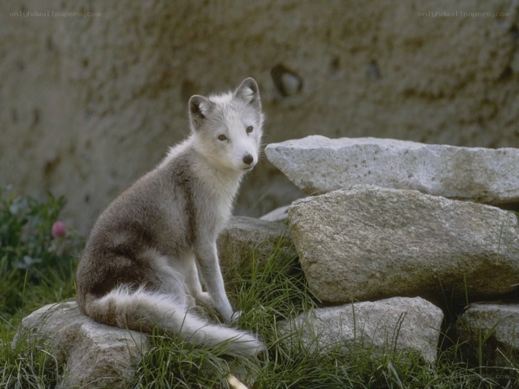 Arctic fox on rocks