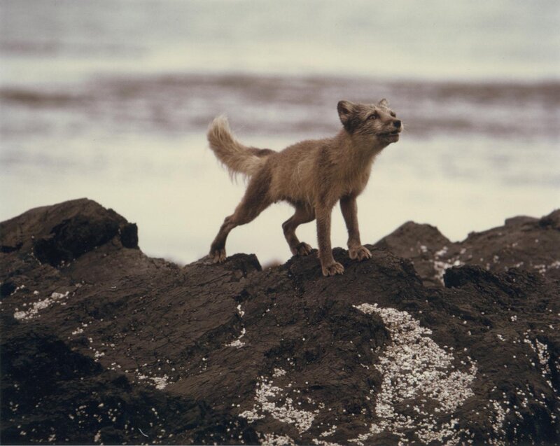 Arctic Fox on Rocks — Brown