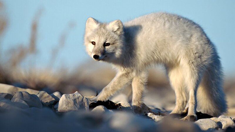 Arctic Fox on Rocks — White, Alert, Morning