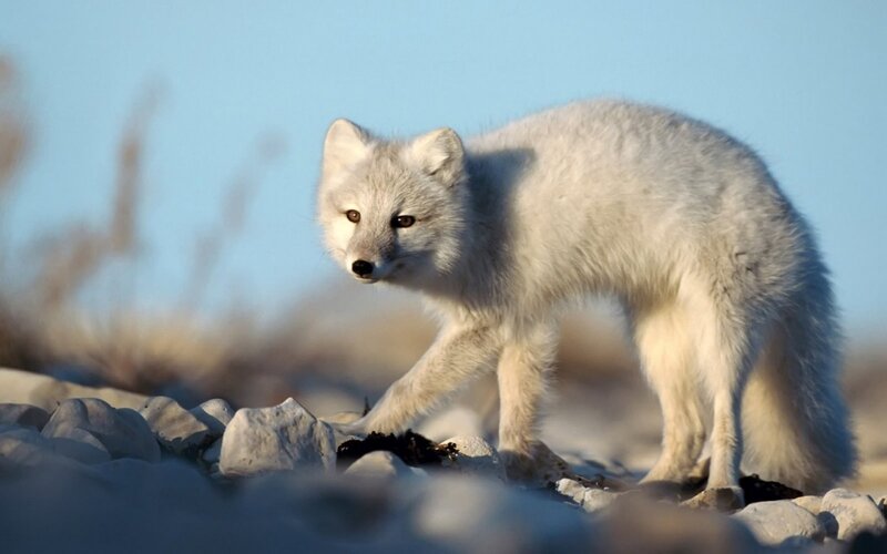 Arctic Fox on Rocks — White