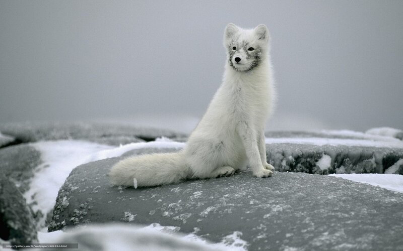 Arctic fox on snowy rock