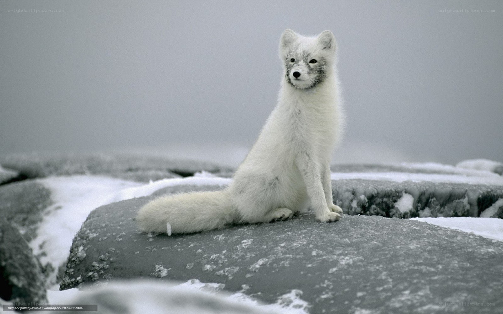 Arctic fox on snowy rock