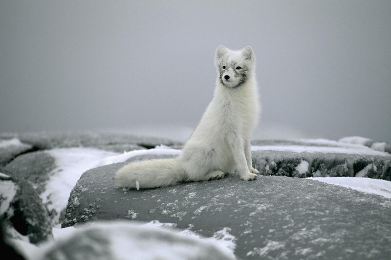 Arctic fox on snowy rocks