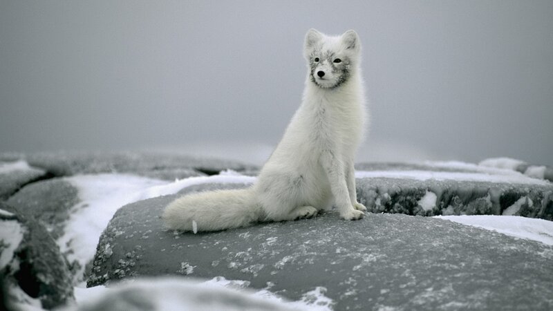 Arctic fox on snowy rocks