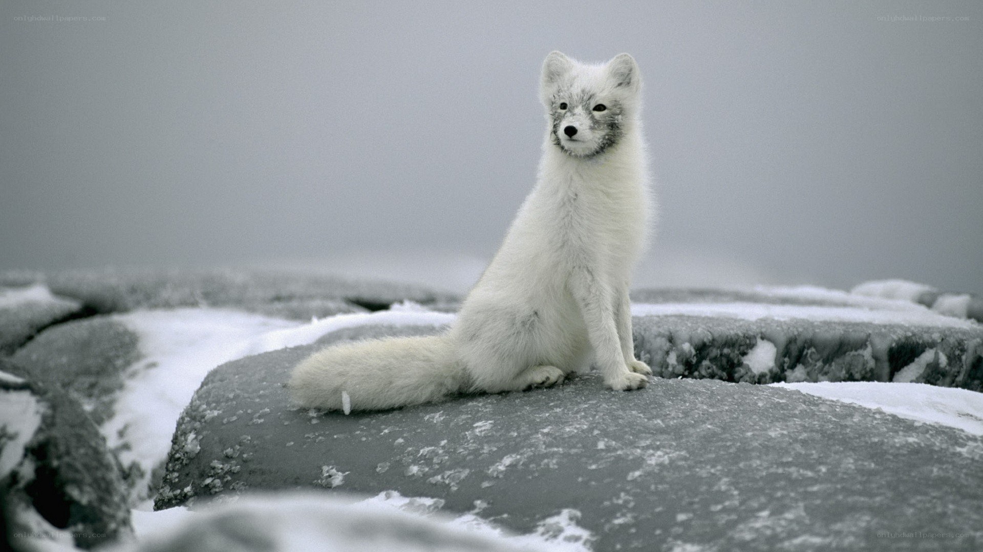 Arctic fox on snowy rocks