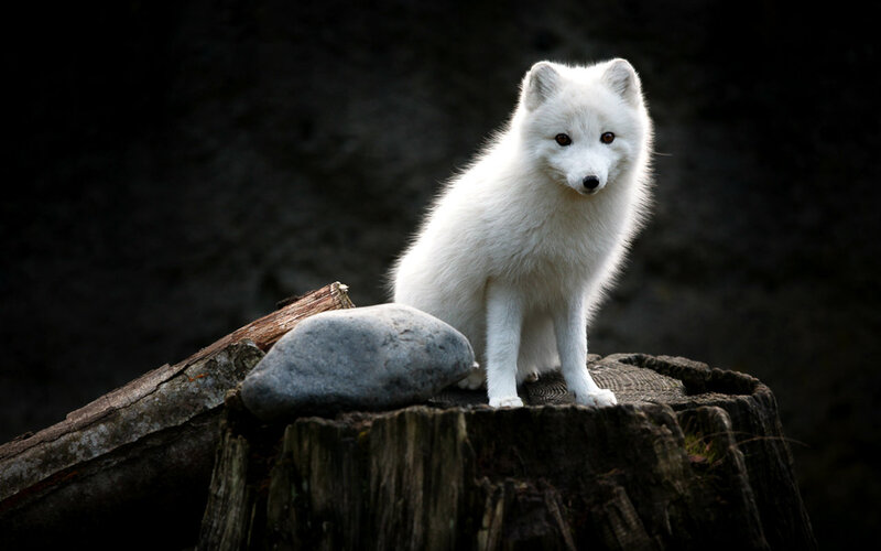 Arctic Fox on Stump
