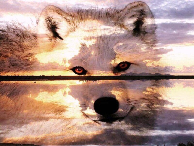Arctic Fox Reflection