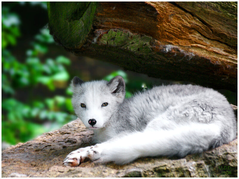 arctic fox resting on rock