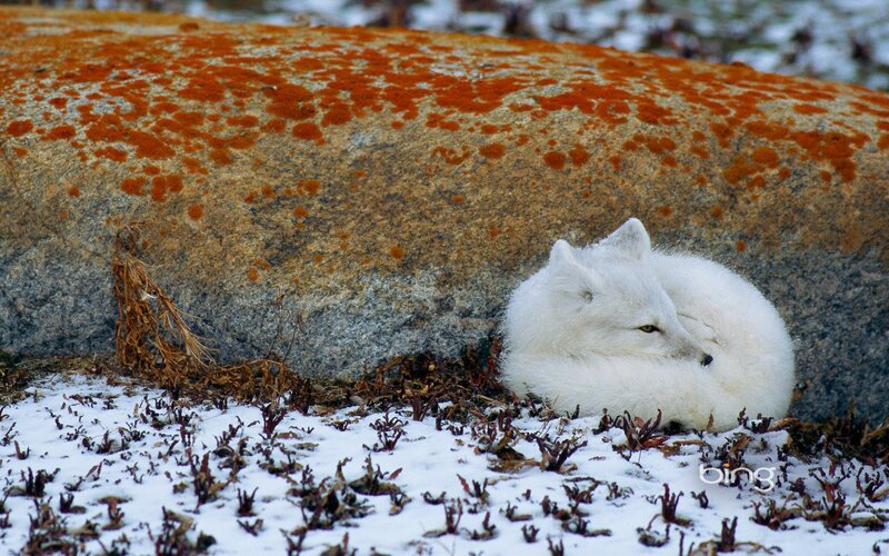 Arctic Fox Resting