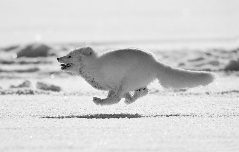 Arctic Fox Running — White