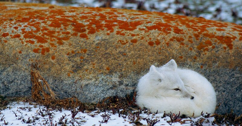 Arctic Fox Sleeping — White