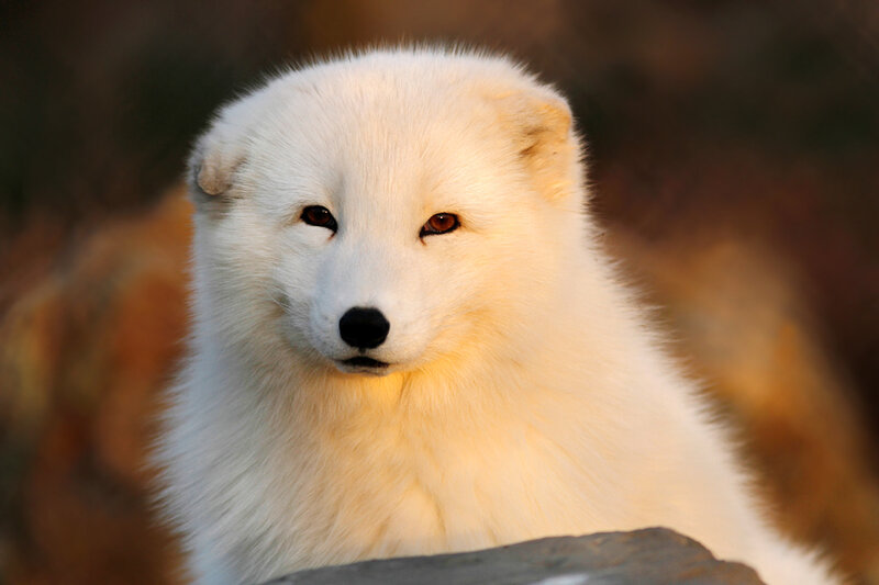 Arctic Fox