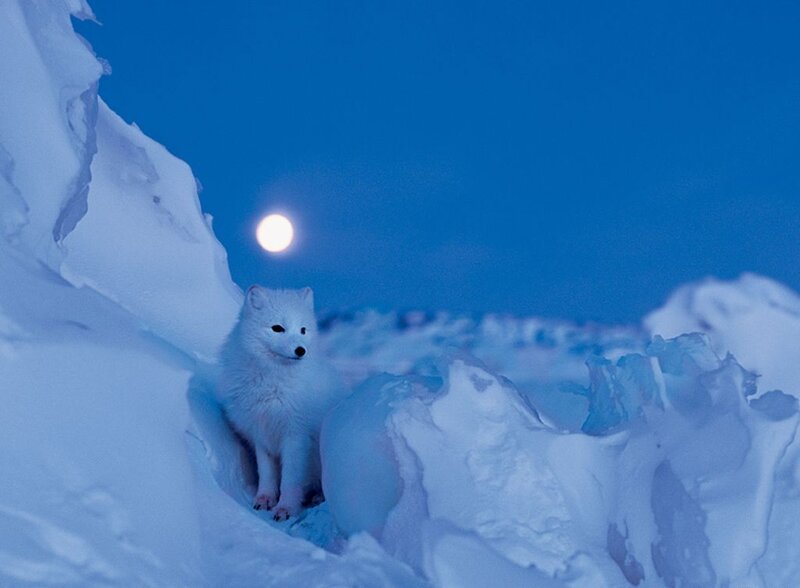 Arctic fox under moonlight