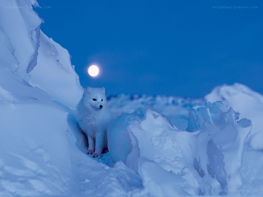 Arctic fox under moonlight