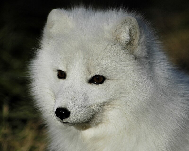 Arctic Fox — White