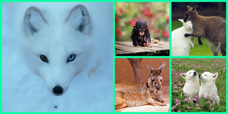Arctic Fox with Heterochromia