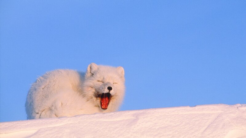 arctic fox yawning in snow