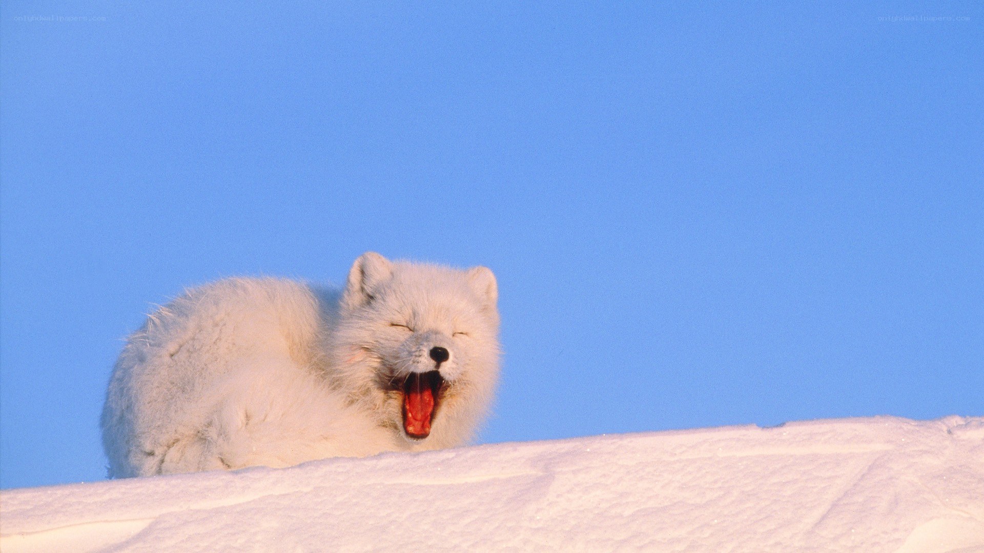 arctic fox yawning in snow