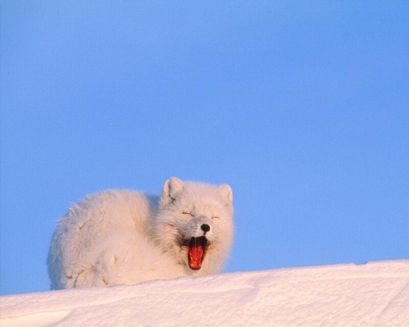 Arctic Fox Yawning
