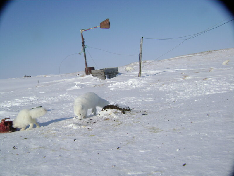 Arctic foxes in snowy landscape