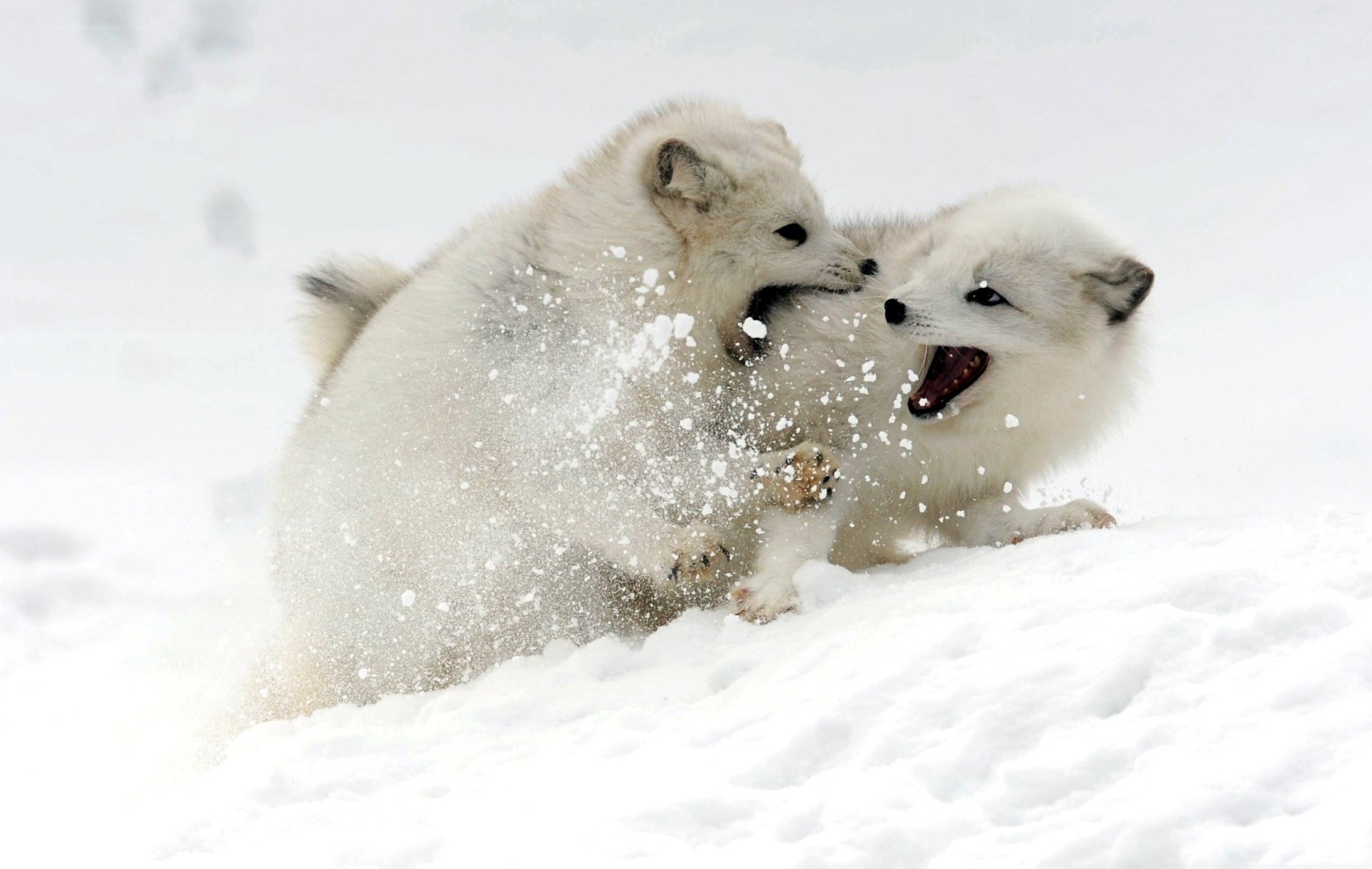 Arctic foxes playing in snow